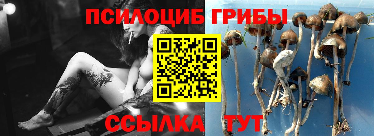 Галлюциногенные грибы Psilocybine cubensis  Вход с VPN  Великий Новгород 
